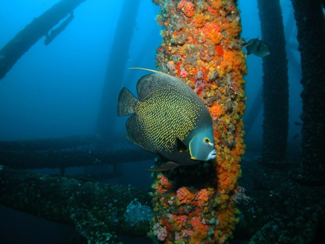 The federal government is bound by environmental laws to protect coral reef organisms and reef communities © Louisiana Department of Wildlife and Fisheries